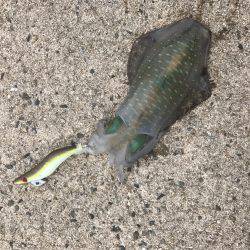 アオリイカ釣行 朝7時半から14時半まで。