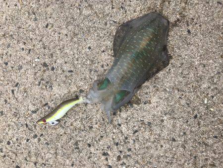 アオリイカ釣行 朝7時半から14時半まで。