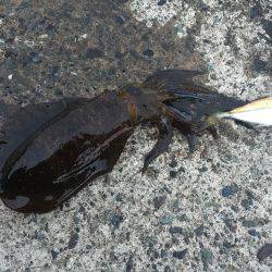 今シーズン初のヤエン