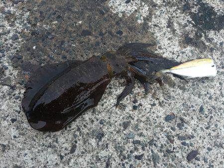 今シーズン初のヤエン