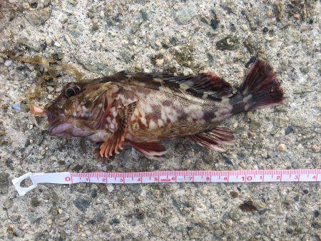 北公園にてガシリング