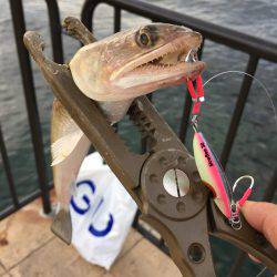 ツバスからのエソ祭り