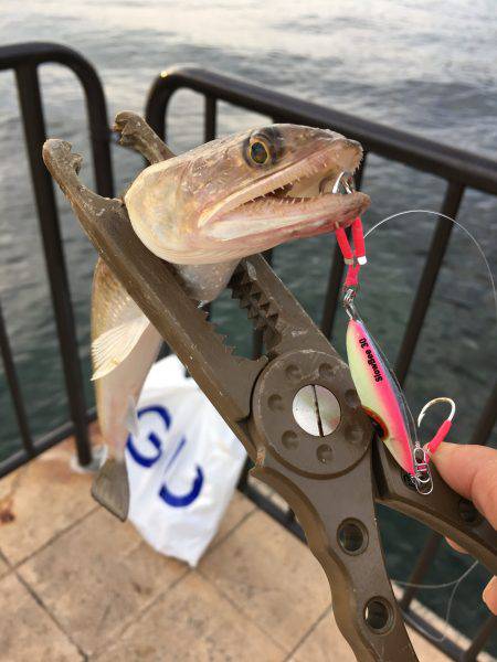 ツバスからのエソ祭り