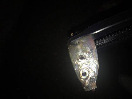 ライトゲーム遊び