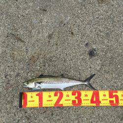 ポーアイ北公園でサゴシ×4、ダツ、タチウオ