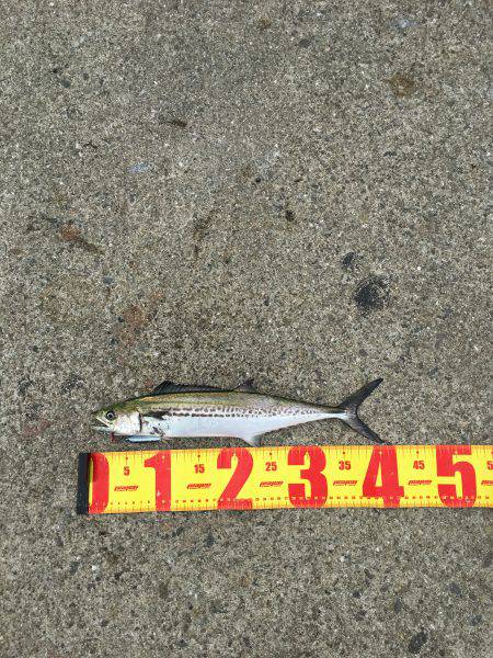 ポーアイ北公園でサゴシ×4、ダツ、タチウオ