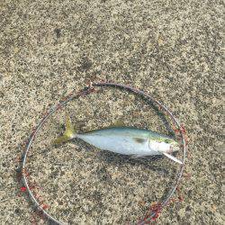 ポーアイ北公園でハマチ40センチ