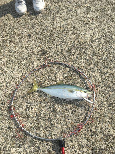 ポーアイ北公園でハマチ40センチ