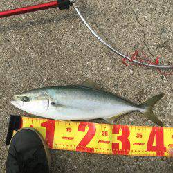 ポーアイ北公園、昼からでも青物！