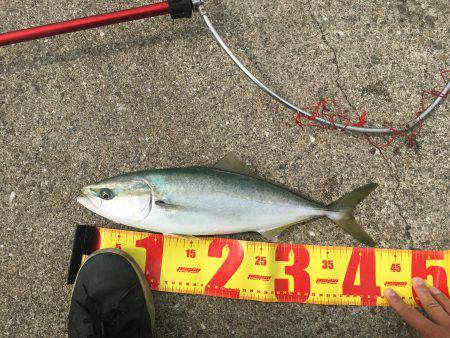 ポーアイ北公園、昼からでも青物！