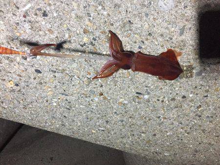 ダブルもあるよ！