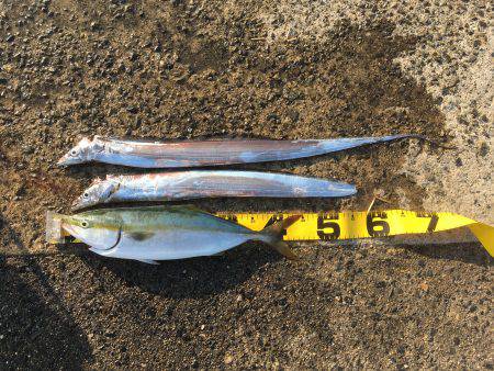 大きくなってきました。