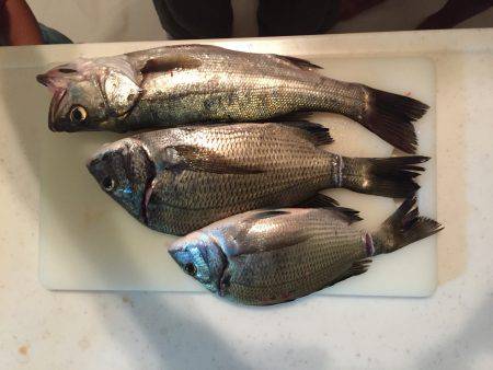 白浜 フカセ チヌ