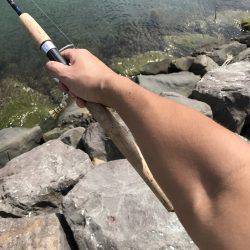 新子さんいらっしゃい♪