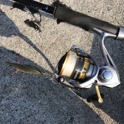 タチウオもアオリもダメでした