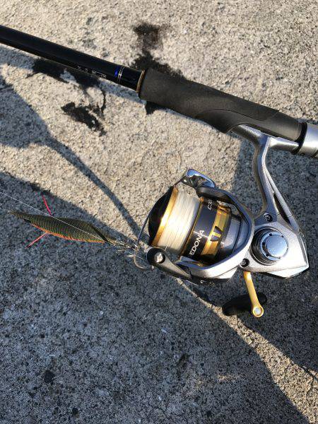 タチウオもアオリもダメでした