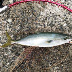 ハマチ・タチウオ