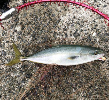 ハマチ・タチウオ