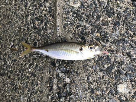 ハマチ・タチウオ