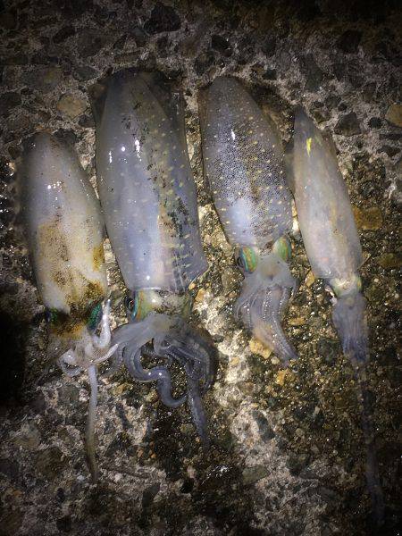 なかなか潮動かず