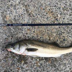 ハマチ・サゴシ・シーバス