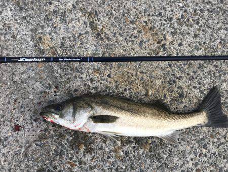 ハマチ・サゴシ・シーバス