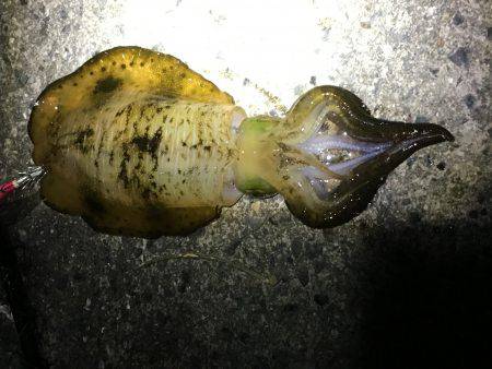 サイズ大きくなってきました