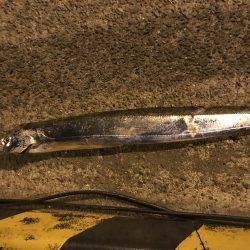 タチウオ時々エギング