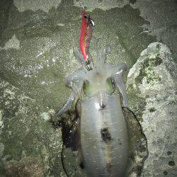 ナイトエギング