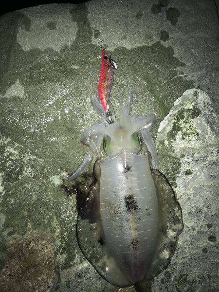 ナイトエギング