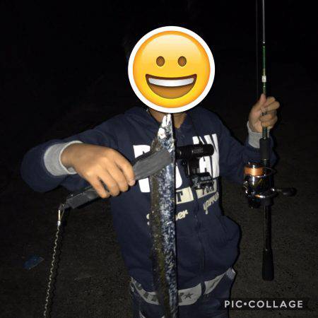 アオリ・タチウオ