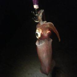 もうチョットイケそう