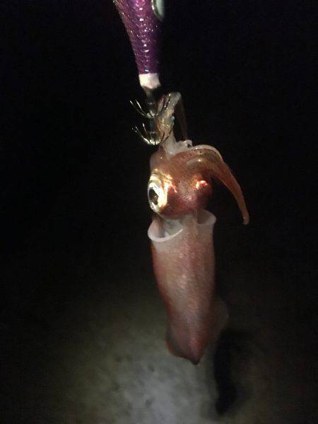 もうチョットイケそう