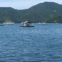 ウチノ海イカダで驚愕の大物