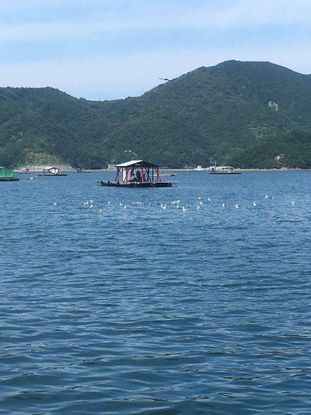 ウチノ海イカダで驚愕の大物