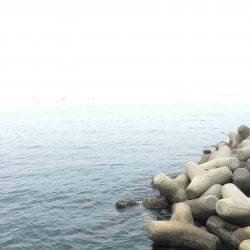 雨予報の中アオリイカ