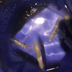 仕事帰りにエギング