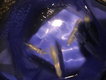 仕事帰りにエギング