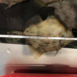 イカからのカワハギ