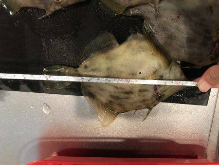 イカからのカワハギ