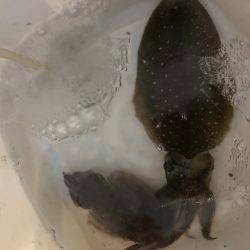 仕事帰りにエギング