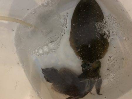 仕事帰りにエギング