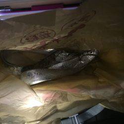 今年初ワインド釣果!