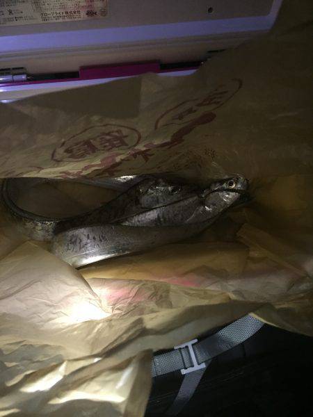 今年初ワインド釣果!