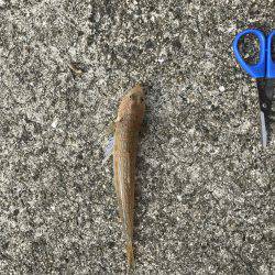 渋いキスさんはどこ?