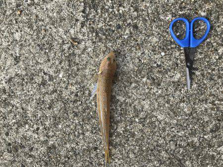 渋いキスさんはどこ?