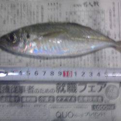 小アジ、小サバちょっと戻ってきた！