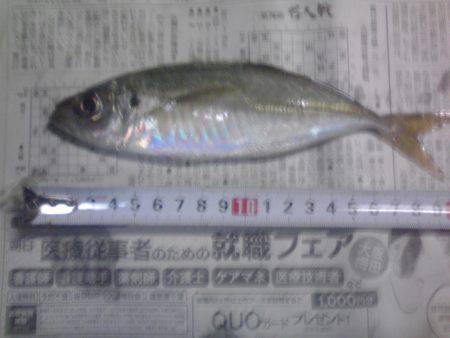 小アジ、小サバちょっと戻ってきた！