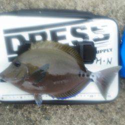 色々釣れましたが・・・小さくて・・・