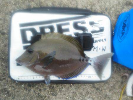 色々釣れましたが・・・小さくて・・・